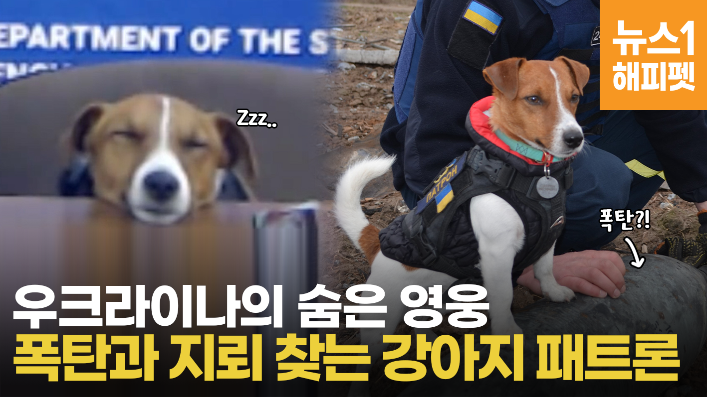 우크라이나 위해 함께 싸운 강아지... 젤렌스키 대통령이 메달까지? | Ukraine dog patron