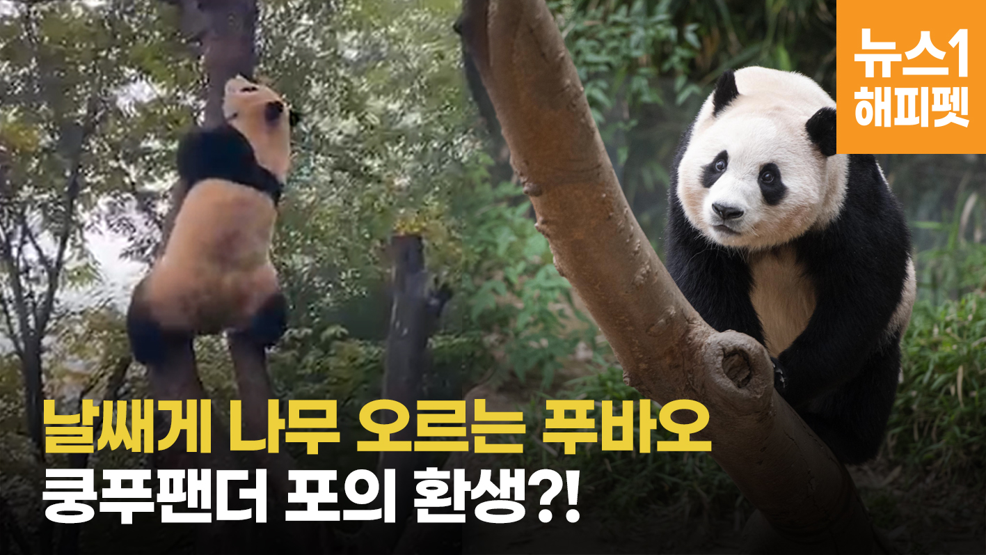 날쌔게 나무 오르는 푸바오, 쿵푸팬더 포의 환생?!ㅣpanda
