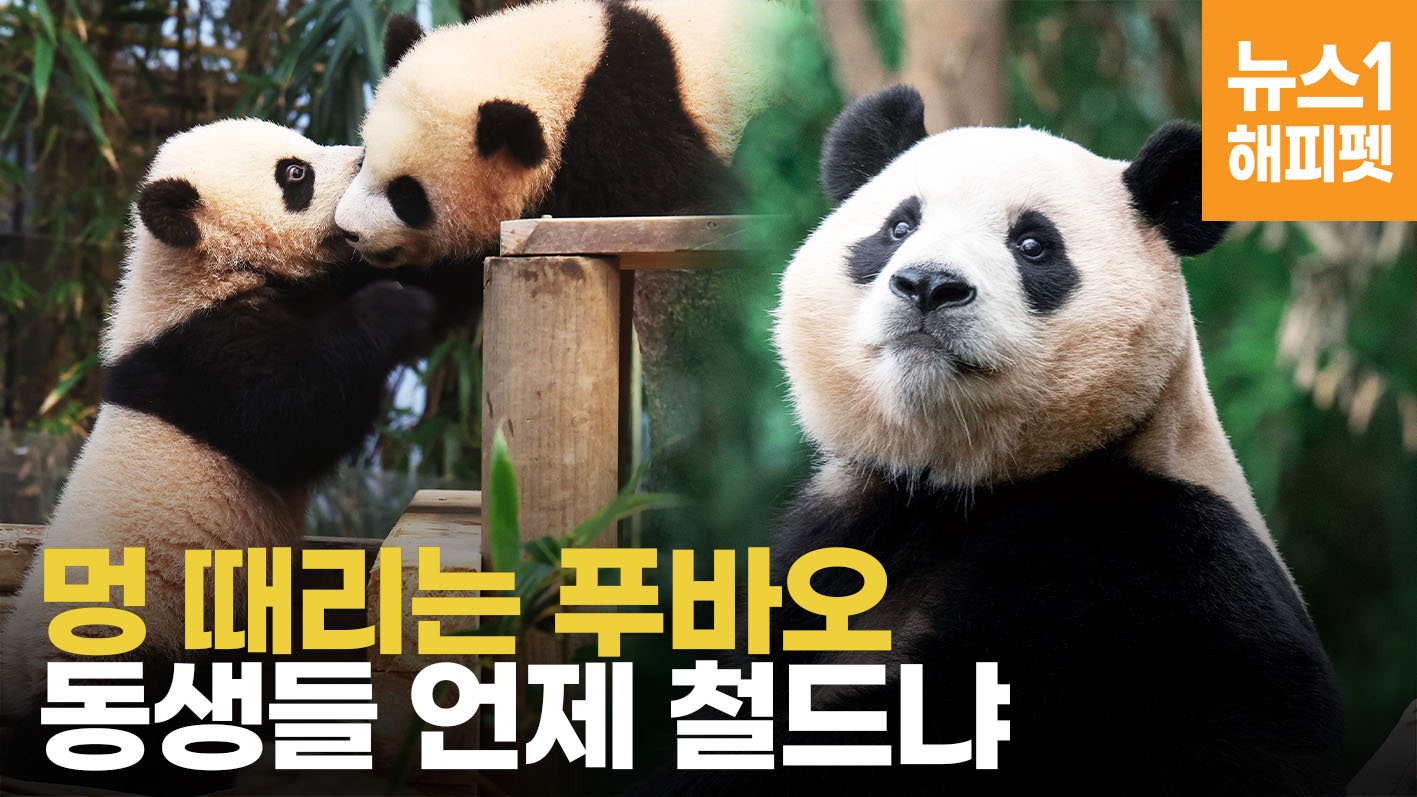 이별 앞둔 푸바오와 동생들 근접촬영