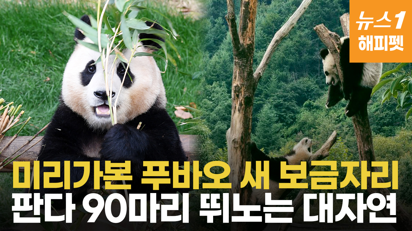 미리 가본 푸바오 중국 집…수십마리 판다 뒹구는 대자연 속 터전