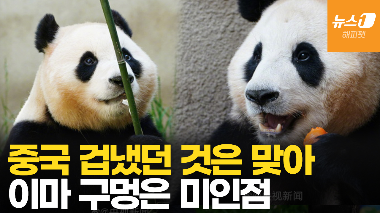 전세계 공개되는 푸바오…中사육사 "건강 양호, 신랑감은 외모보단 유전자"