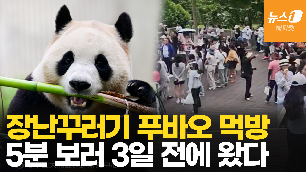 살 빠진 푸바오?…대나무·당근 폭풍 먹방에 '눕방' 애교까지