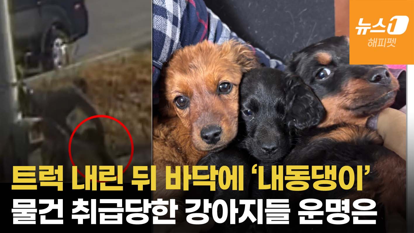 택배만도 못했나…개들 내동댕이 치고 줄행랑 친 트럭, 닥스훈트 운명은 | Dog