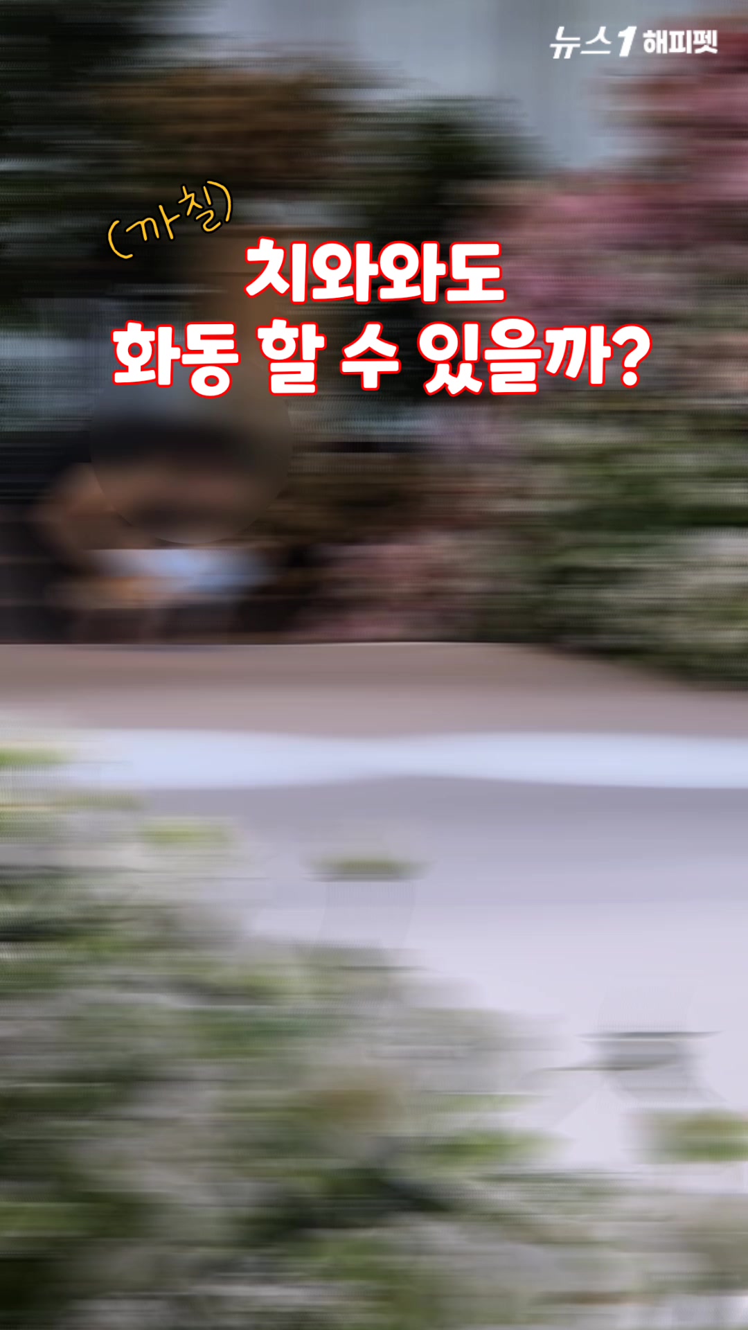 (까칠)치와와도 결혼식 '화동' 할 수 있을까? │#Chihuahua #dog