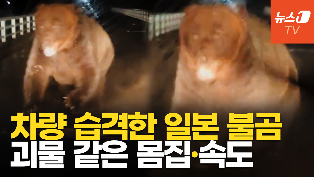 일본 불곰, 입 벌린 채 달려들어 공격…도심에 적응한 곰들, 사람 노린다