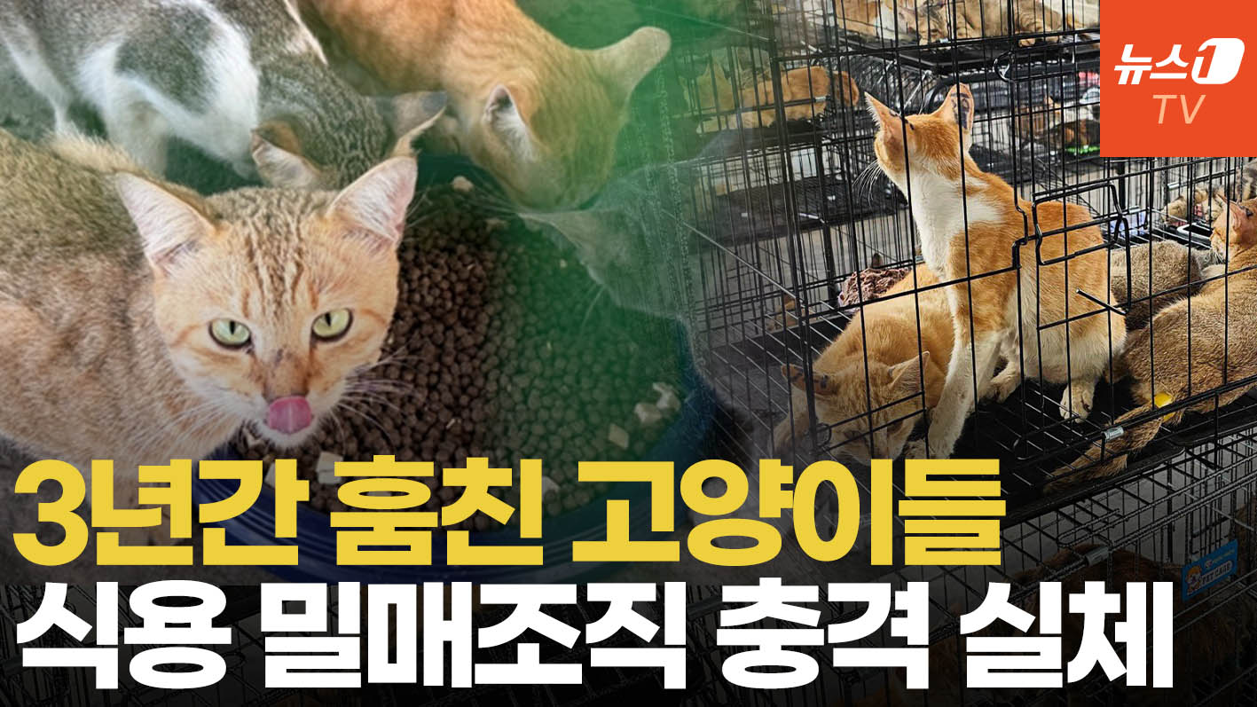 사라진 반려묘들의 비극…베트남서 고양이 식용 밀매조직 적발