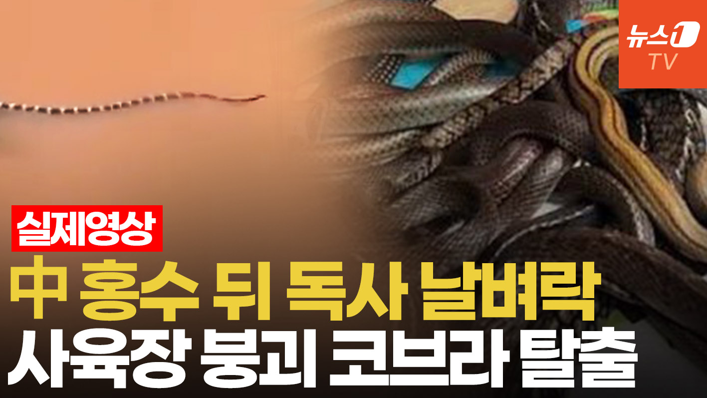 中 기록적 폭우에 뱀 사육장 초토화…코브라 독사 공포에 벌벌 떠는 중국