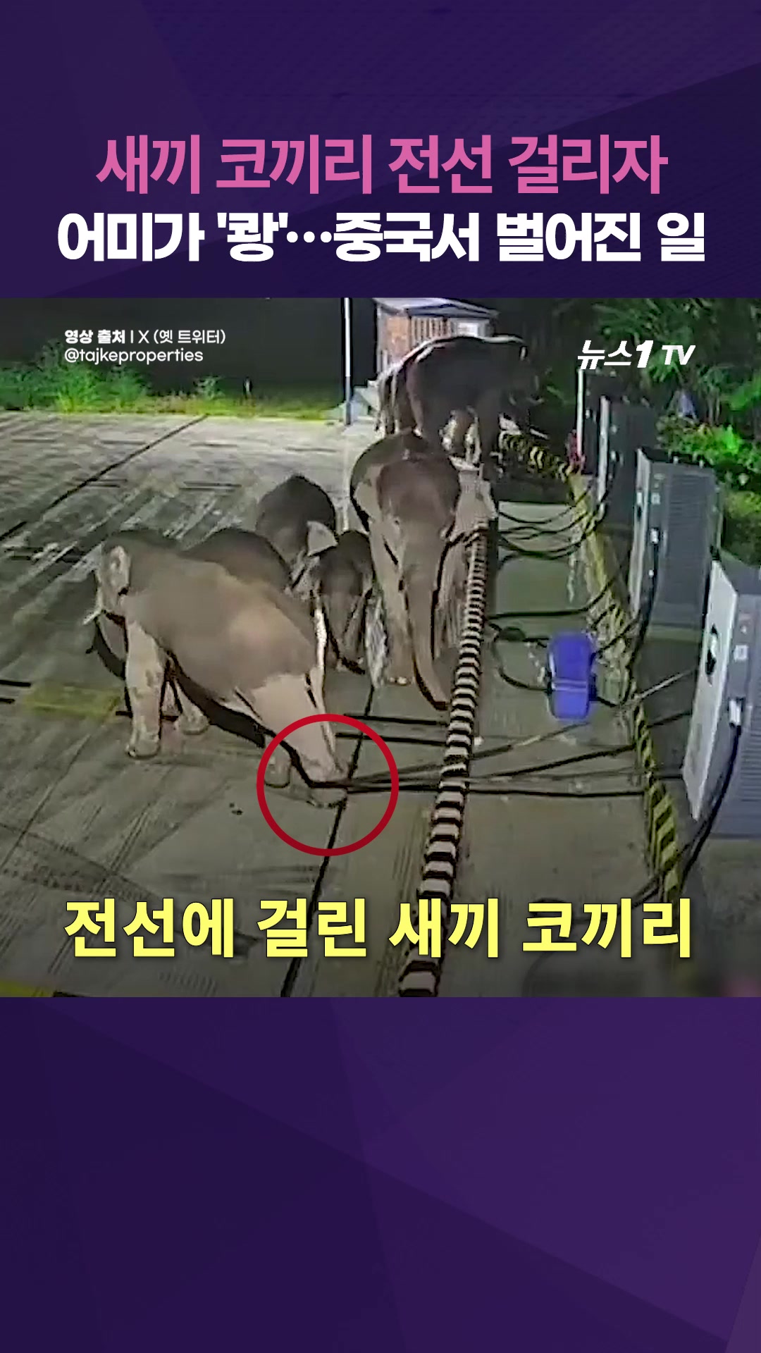 새끼 코끼리 전선 걸리자 어미가 그대로 '쾅'