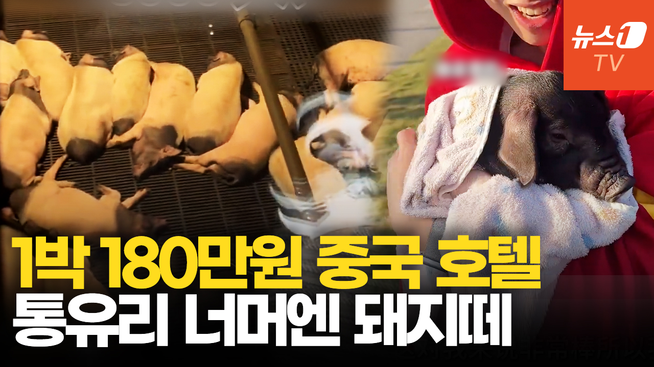 돼지와 하룻밤…1박에 180만원 중국 숙소는 어디?