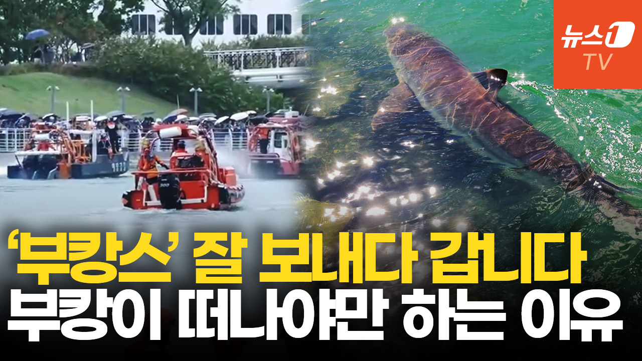 '국민 상어' 부캉이 바다로 떠나는 날…내보내는 이유 있다