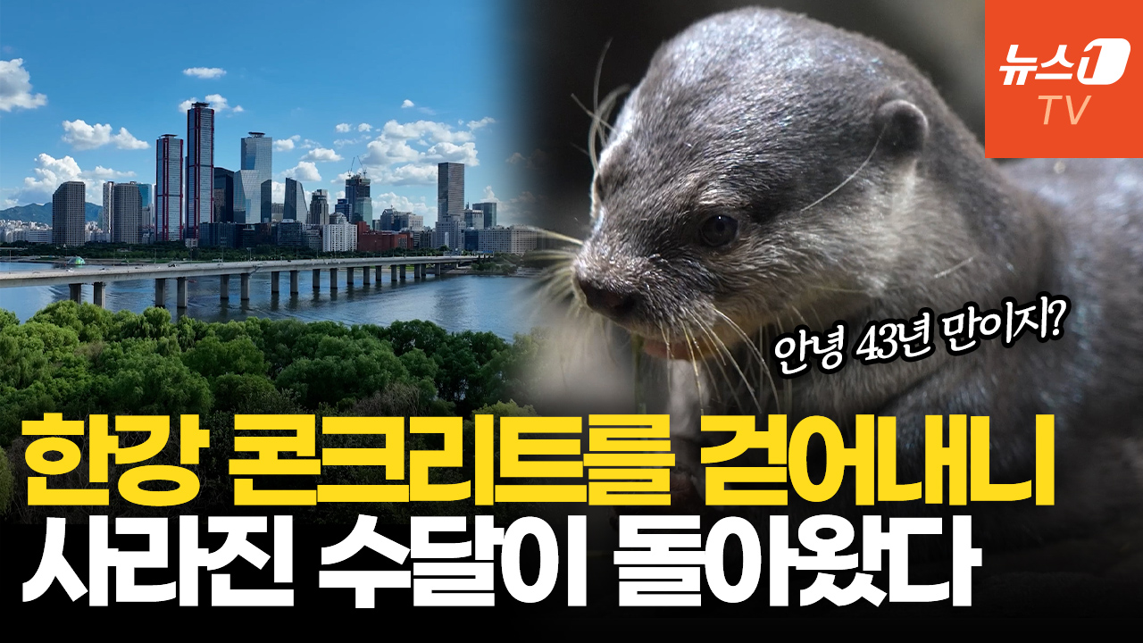 43년 만에 돌아온 수달…한강이 '생명의 강'으로 되살아나기까지