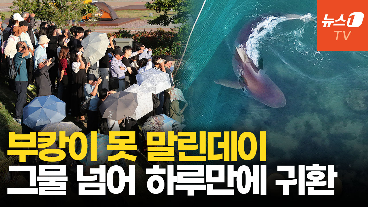 "니 와 또 왔노?" 부산에 눌러앉은 부캉이…80만 인기 업고 이 기회에 돔구장까지?
